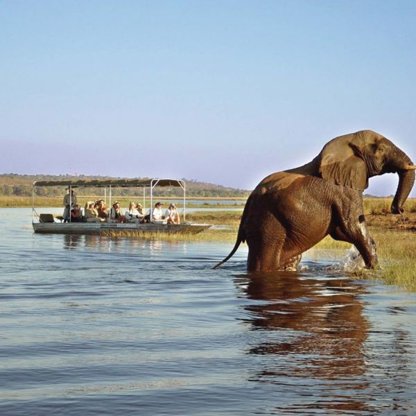 Chobe Safari