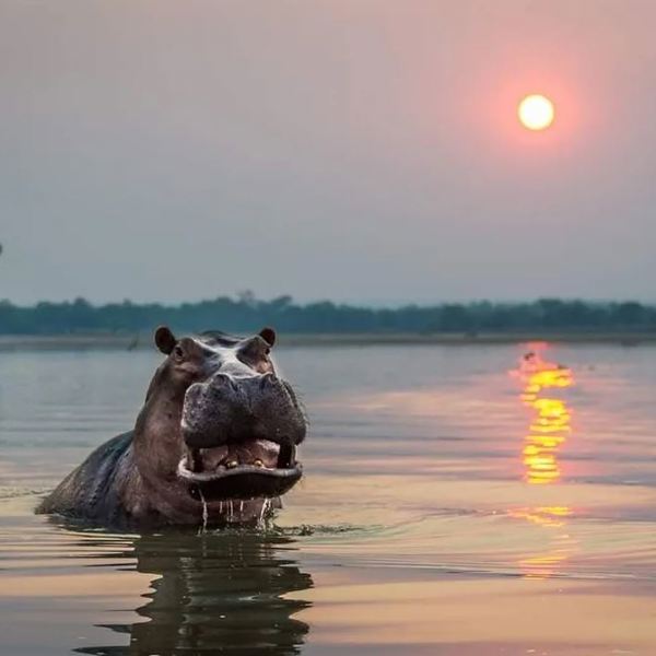 Tanzania - Nyerere Nationalpark - Flodhest
