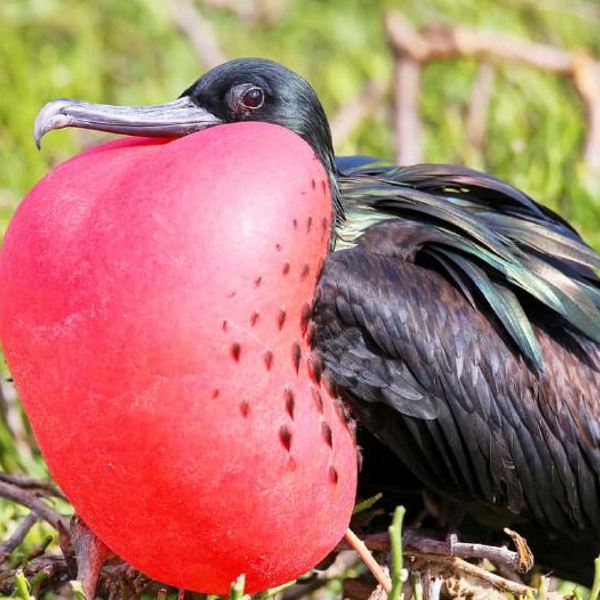 Galapagos - Frigate Bird