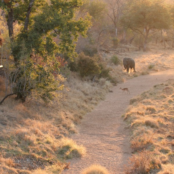 En elefant på vejen, Garonga Safari Camp, Sydafrika