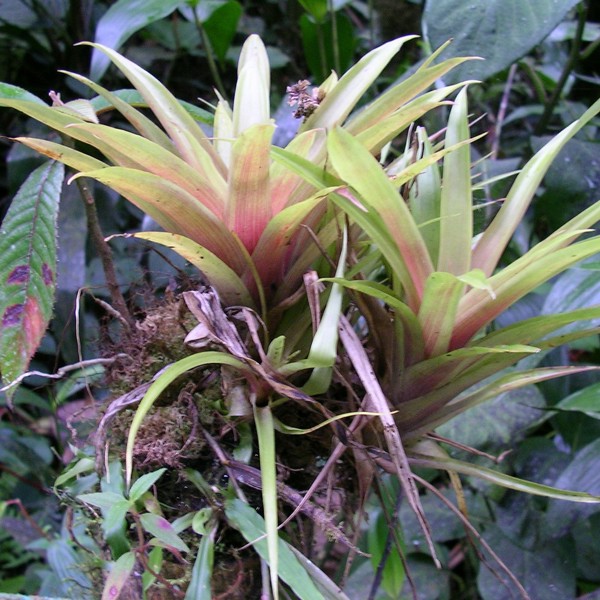bromelia mindo