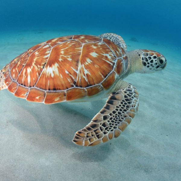 Chogogo Dive & Beach Resort Bonaire