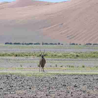 En enlig oryx, rejser til Namibia