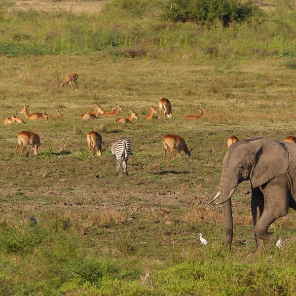 South Luangwa, Zambia