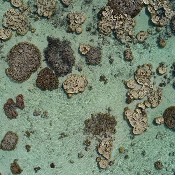 Rejser til Heron Island