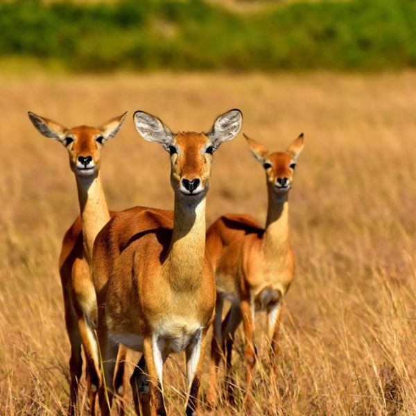 Queen Elisabeth National Park - Cobs