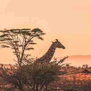 Giraf På Savannen I Afrika
