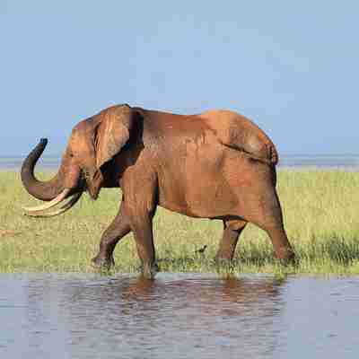 Elefant safari i Hwange National Park