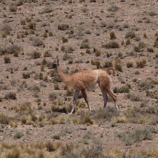 guanaco