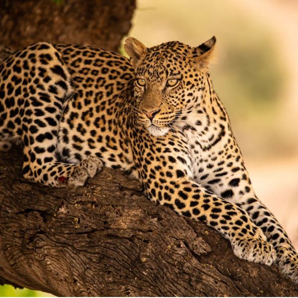 Botswana - Chobe Nationapark - Leopard