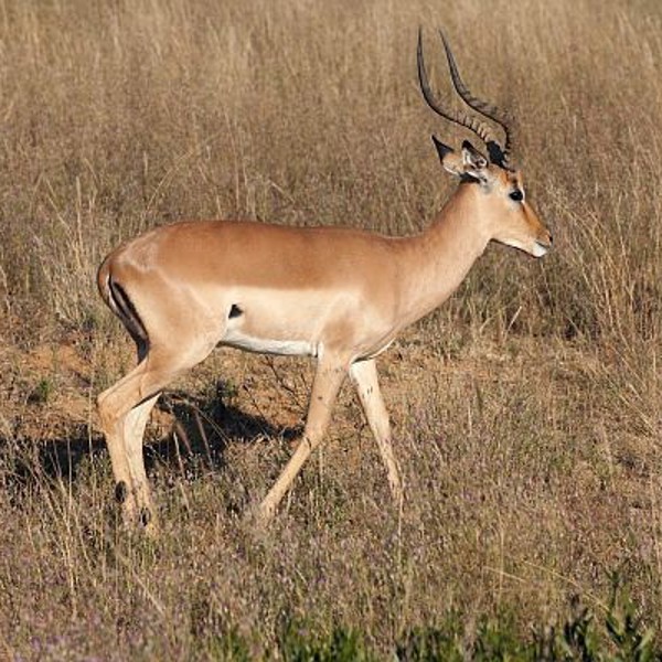 Impala, Sydafrika