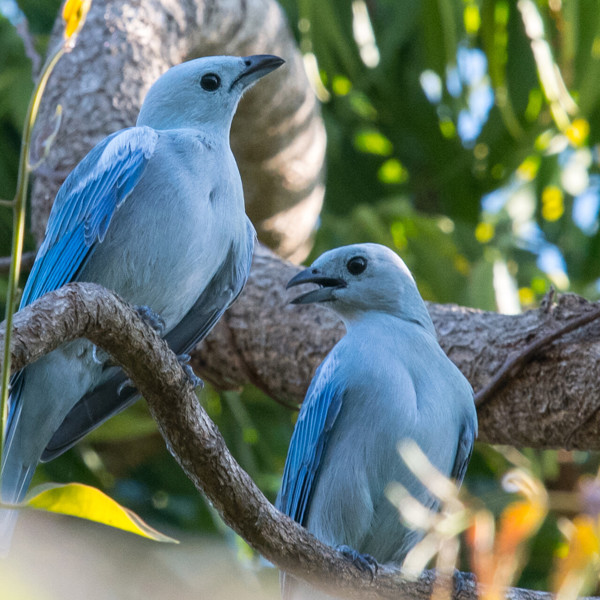 Guyana - Flora & Fauna
