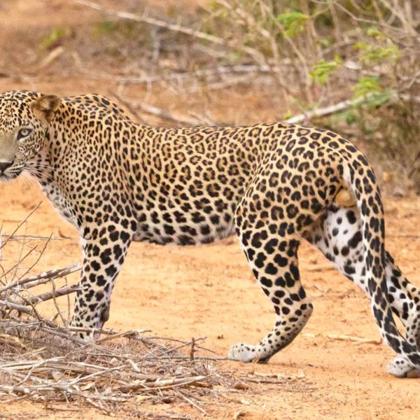 Yala Nationalpark