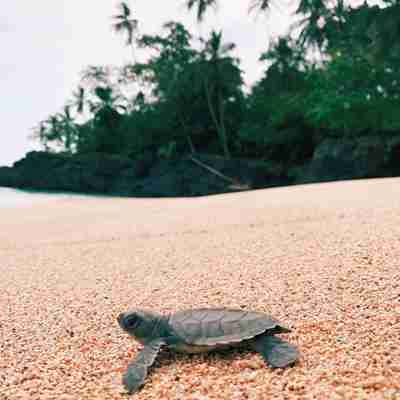 baby skildpadde på sand - redigeret