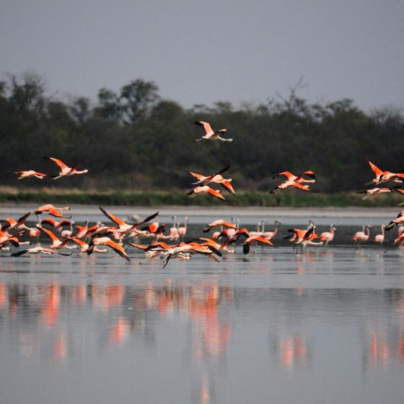 Flamencos
