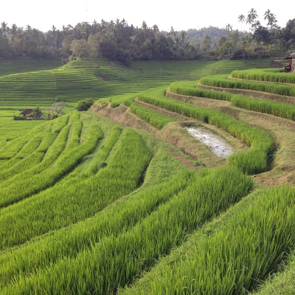 Risterasser, Bali, Indonesien