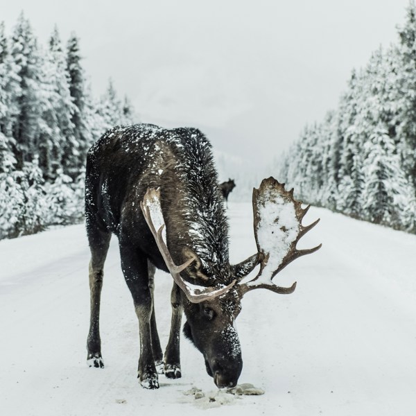 Elg/wapiti i Jasper Canada