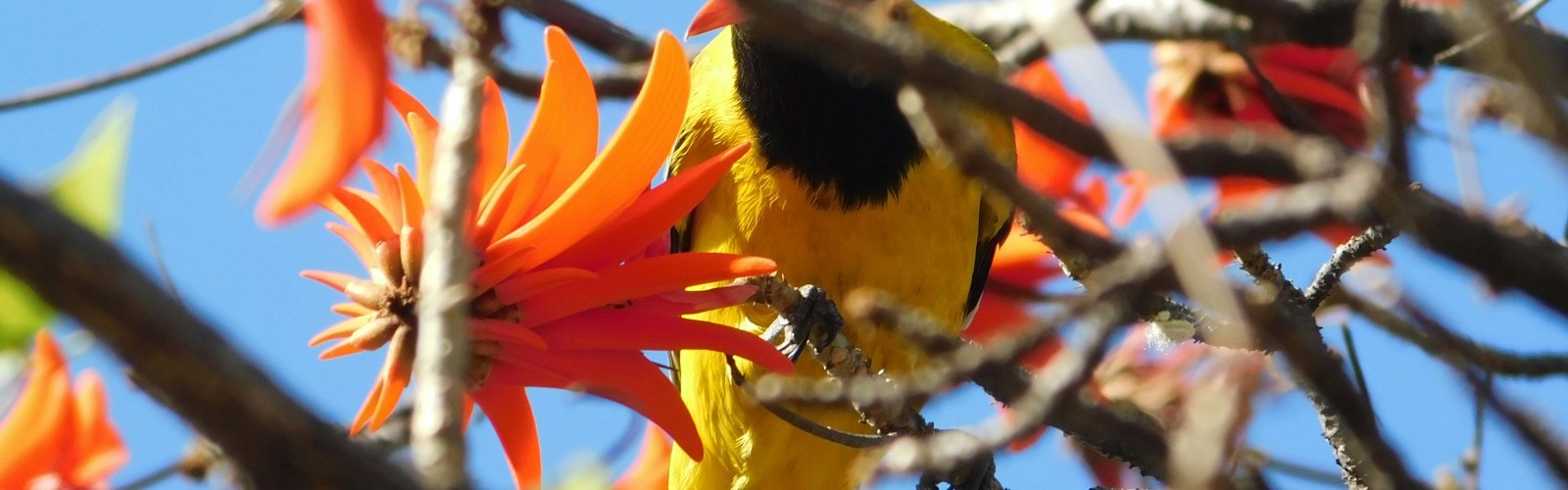 tshedza-muvhango-c2TZezil4Ac-unsplash