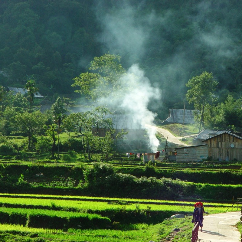 Grønne rismarker, Sapa, Vietnam