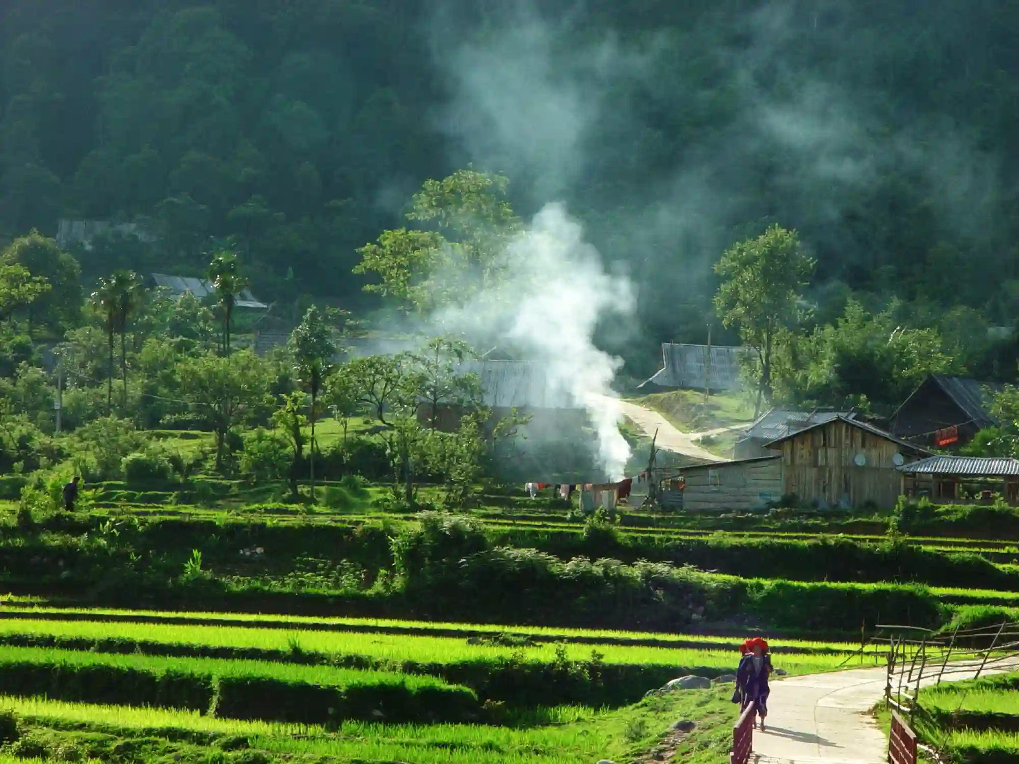 Grønne rismarker, Sapa, Vietnam