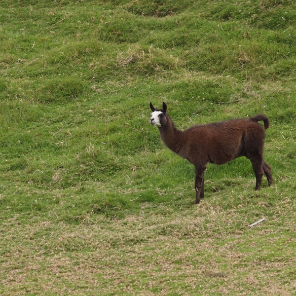 alpaka