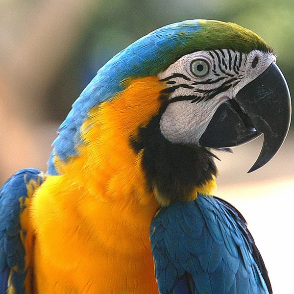 ara