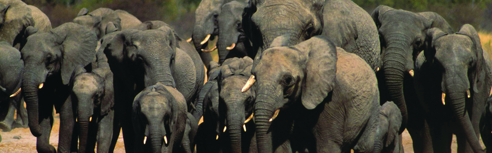 I:\AXUMIMAGES\Afrika\Zimbabwe\Hwange\ele herd