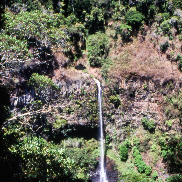 skoven i nationalparken