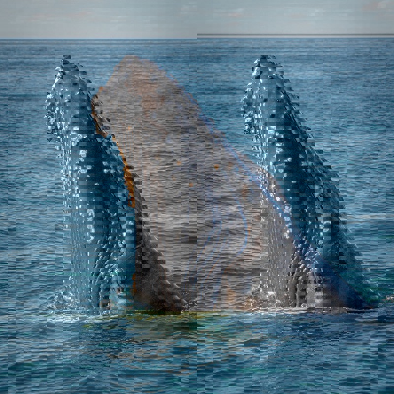 jorge-vasconez-M-dBzCRIzmk-unsplash