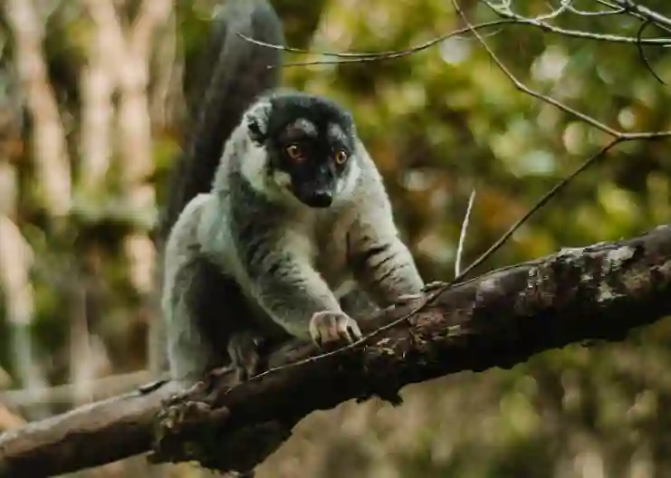 Madagascar - Lemur