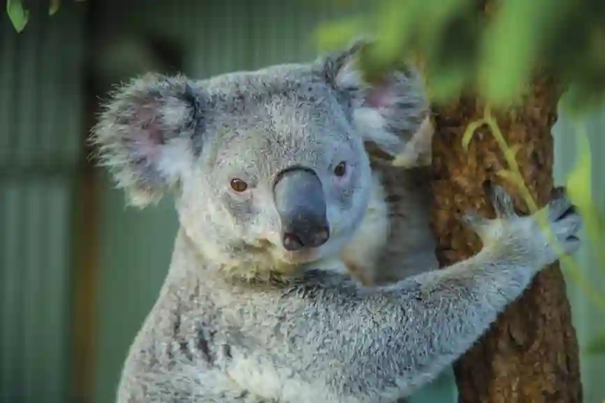 Koala tæt på, Australien