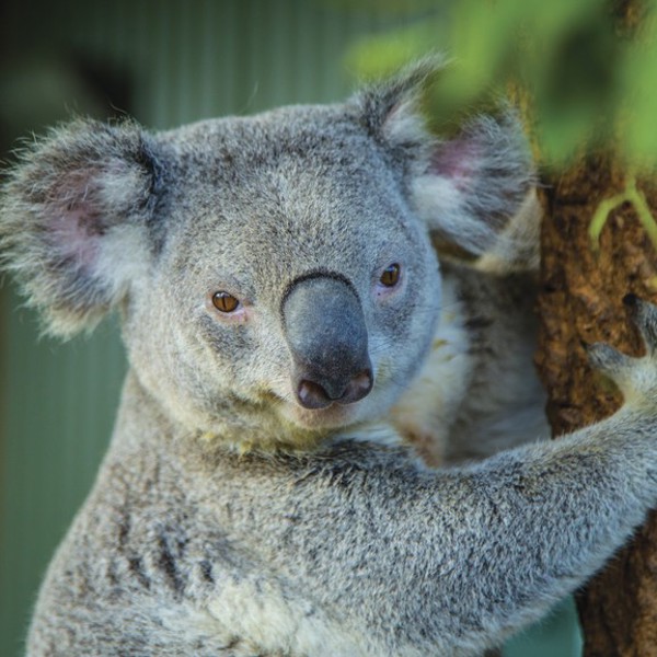 Koala tæt på, Australien
