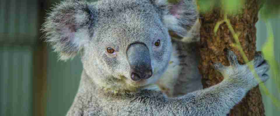 Koala tæt på, Australien
