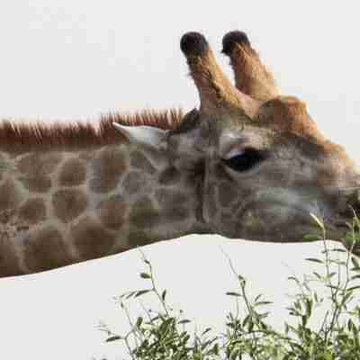 Giraf spiser busk, Chobe National Park