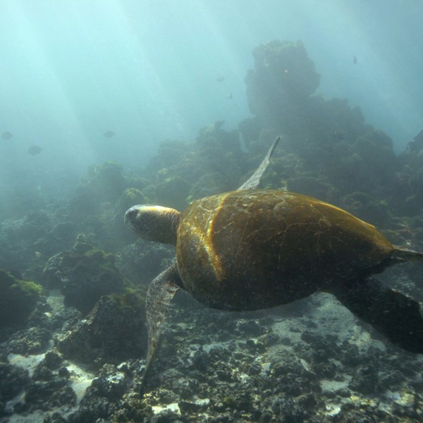 isabella snorkeling