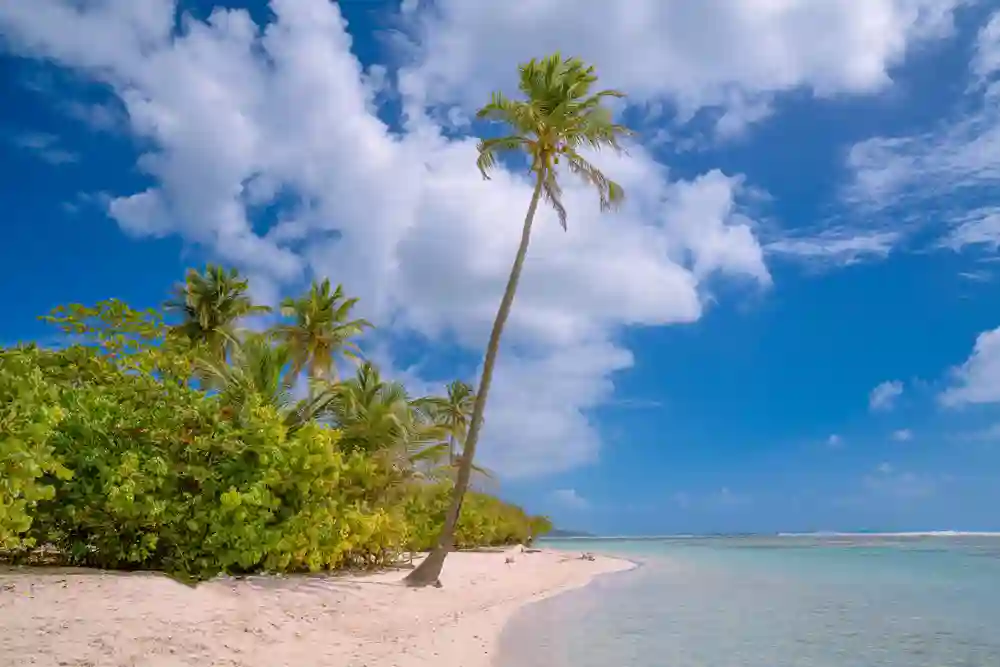 Strand og palmer på Sainte-Anne, Guadeloupe