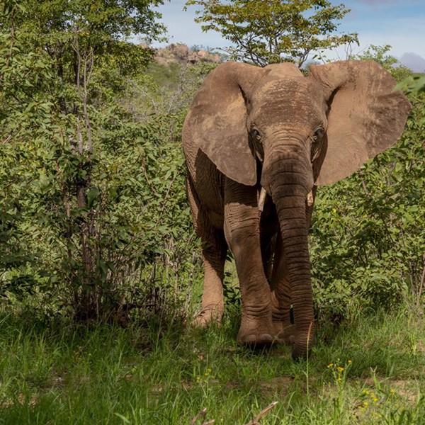 Elefant i Etosha nationalpark