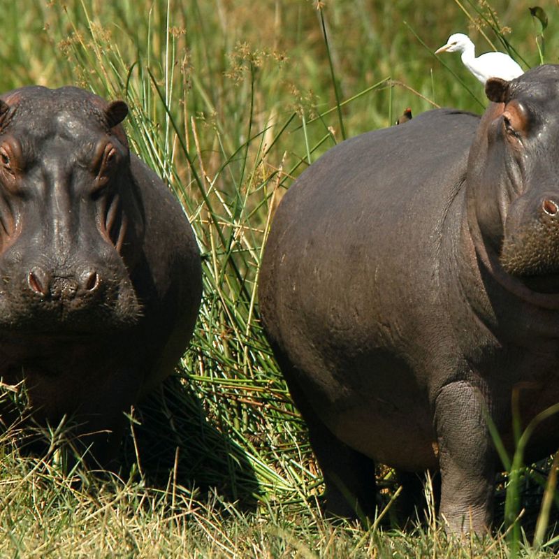 Flodheste i Liwonde i Malawi
