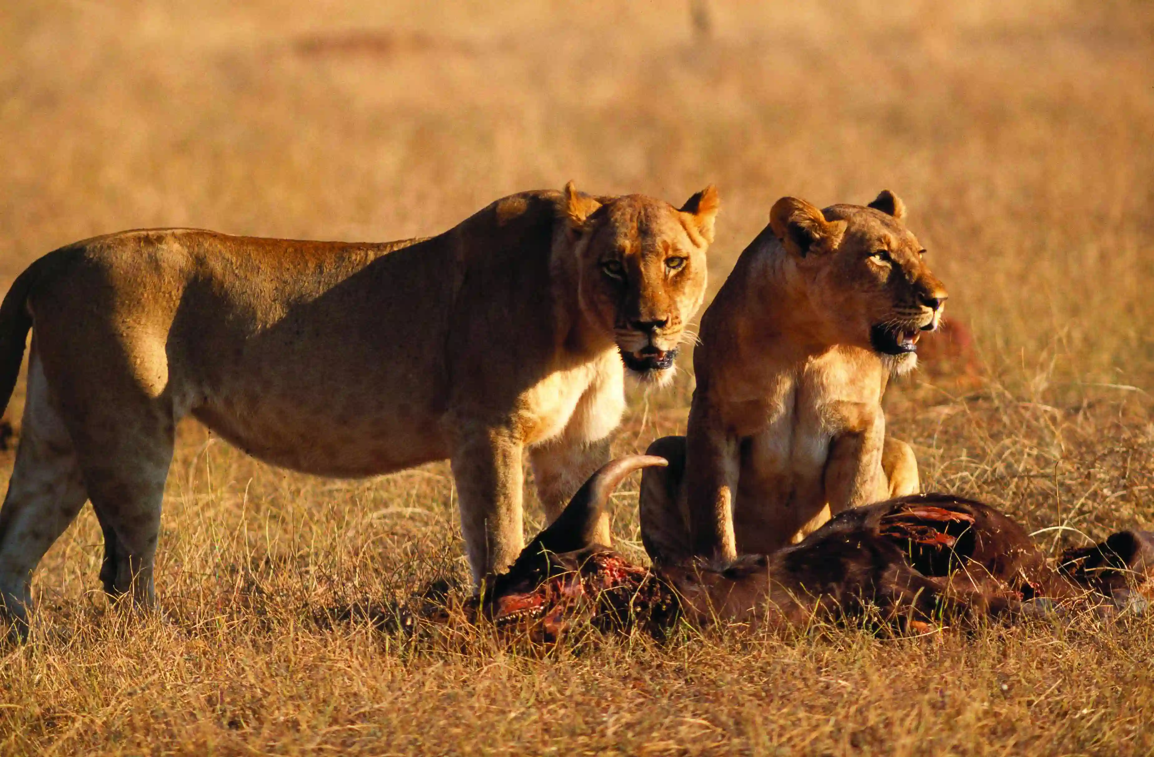 Løver i Hwange, Zimbabwe