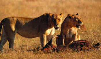 Løver i Hwange, Zimbabwe