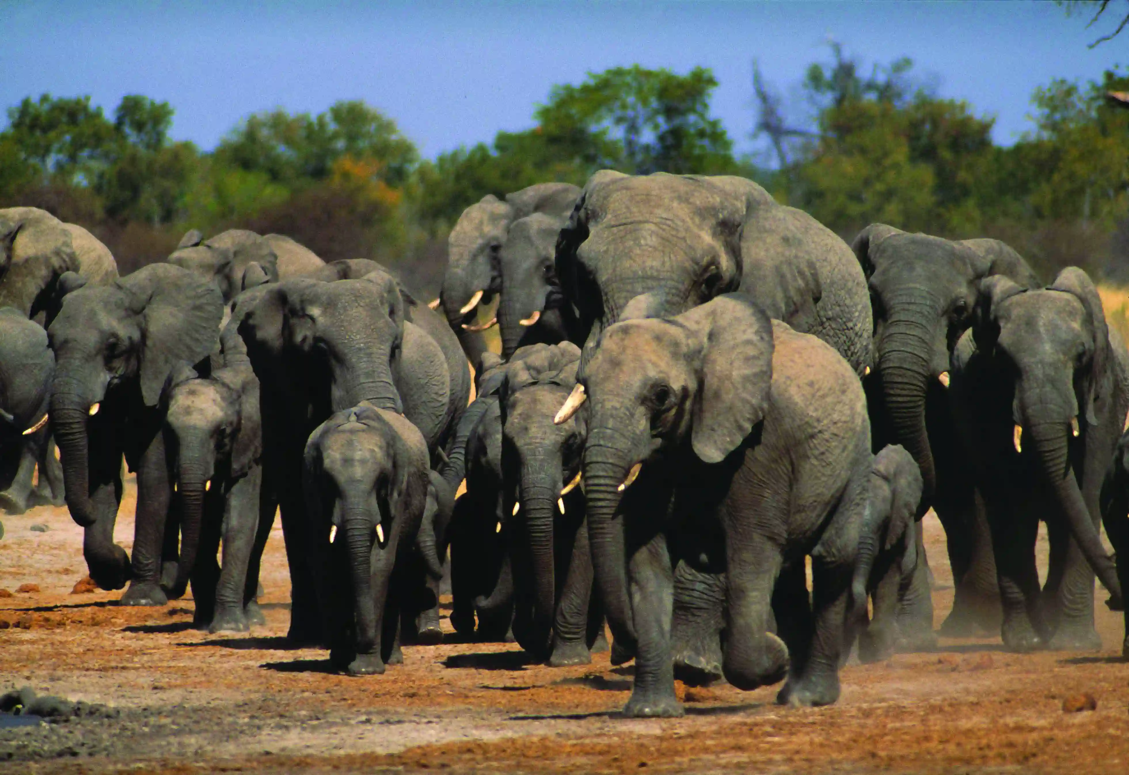 Zimbabwe - Hwange National Park - Elephants