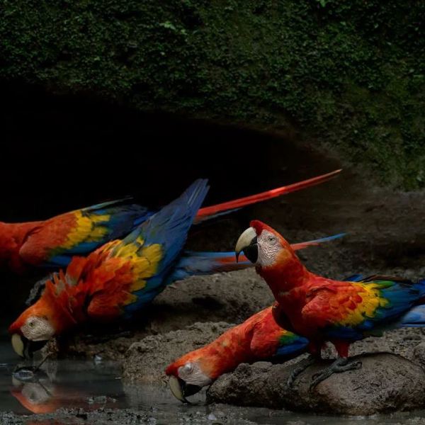 Ecuador - Amazon - Coca - Napo Cultural Center