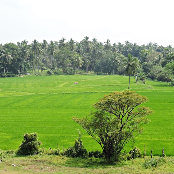 Udsigt over markerne ved Polunnaruwa, Sri Lanka