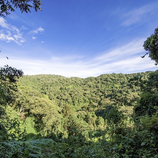 Rejs til Uganda og oplev naturen