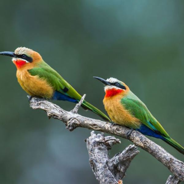 Sydafrika - Mapesu Private Game Reserve