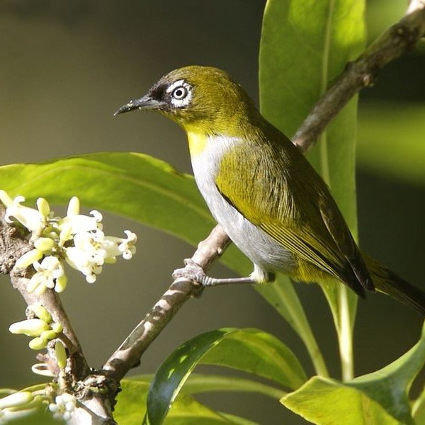 Kinabalu Park grøn fugl, Borneo, Malaysia