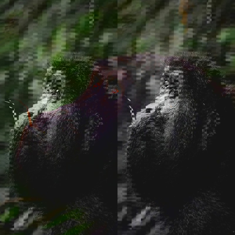 Nærbillede af bjerggorilla