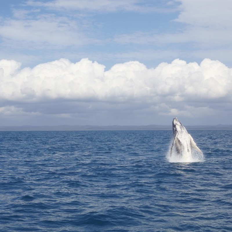 Hval i bugten ved Hervey Bay, Australien