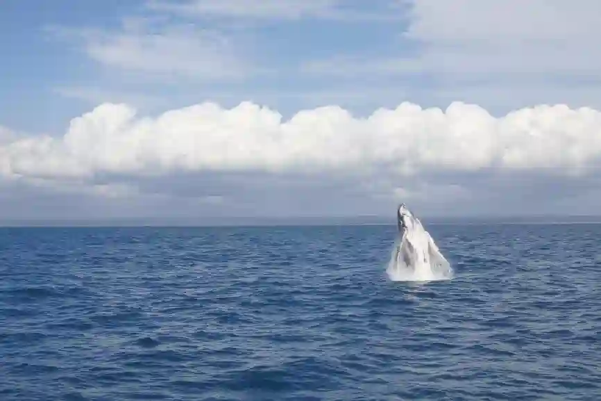 Hval i bugten ved Hervey Bay, Australien