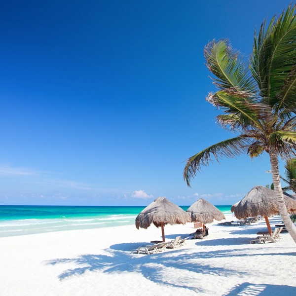 Playa del Carmen - palmer